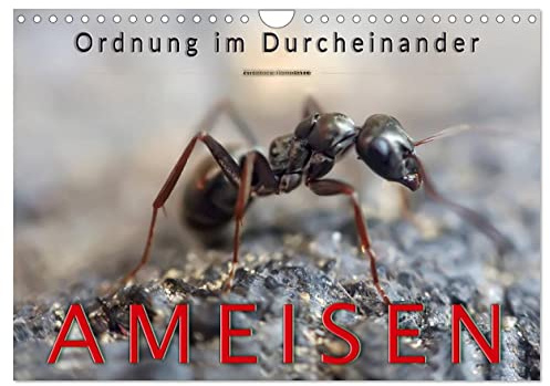 Ameisen - Ordnung im Durcheinander (Wandkalender 2026 DIN A4 quer), CALVENDO Monatskalender: Eindrucksvolle Bilder der Hautflügler, die in perfekt organisierten Staaten leben. (CALVENDO Tiere)
