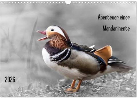 Abenteuer einer Mandarinente (Wandkalender 2026 DIN A3 quer), CALVENDO Monatskalender: Emotionen einer Mandarinente mit monochromen Hintergrund (CALVENDO Natur)