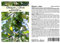 Seedeo® Olive/Ölbaum (Olea europaea) 20 Samen