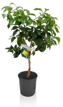 Pompelmo Citrus Paradisi pianta di Agrumi di Sicilia in vaso ø22 cm Vivaio di Castelletto