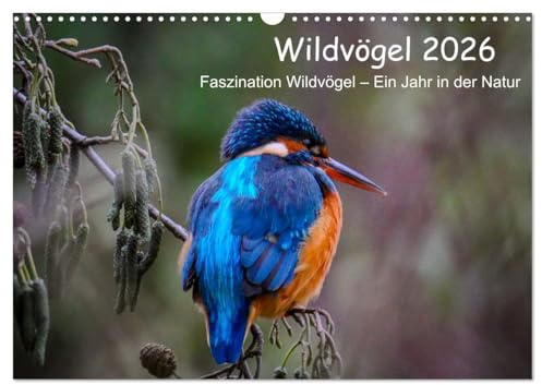 Wildvögel 2026 (Wandkalender 2026 DIN A3 quer), CALVENDO Monatskalender: Entdecke die faszinierende Welt der Wildvögel in ihrem natürlichen Lebensraum - Monat für Monat! (CALVENDO Tiere)