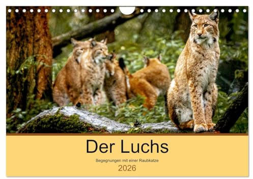 Der Luchs - Begegnungen mit einer Raubkatze (Wandkalender 2026 DIN A4 quer), CALVENDO Monatskalender: Unterwegs im Wildpark Alte Fasanerie in Hanau (CALVENDO Tiere)