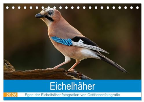 Eichelhäher - Egon der Eichelhäher fotografiert von Ostfriesenfotografie (Tischkalender 2026 DIN A5 quer), CALVENDO Monatskalender: Eichelhäher, der ... sich von seiner Besten Seite (CALVENDO Tiere)