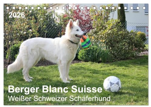 Berger Blanc Suisse - Weißer Schweizer Schäferhund (Tischkalender 2026 DIN A5 quer), CALVENDO Monatskalender: Sportlich, gelehriger Hund mit sozialer Kompetenz. (CALVENDO Tiere)