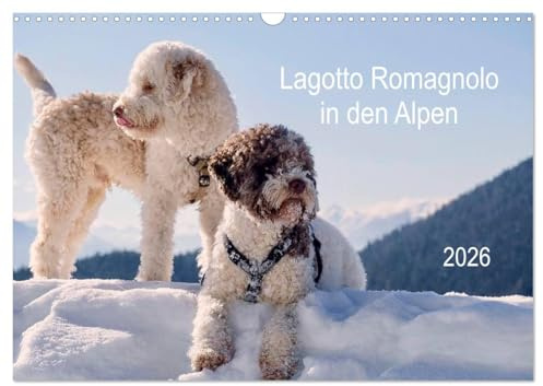 Lagotto Romagnolo in den Alpen 2026 (Wandkalender 2026 DIN A3 quer), CALVENDO Monatskalender: Italienische Trüffel- und Wasserhunde in der Natur (CALVENDO Tiere)