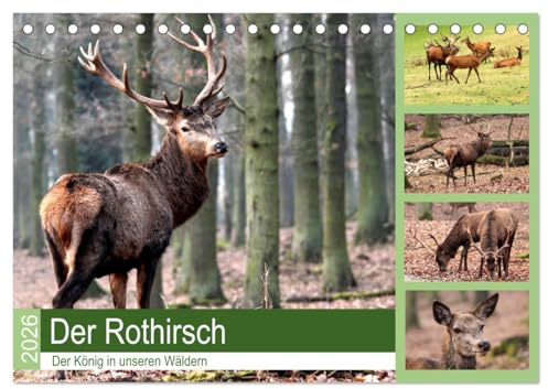 Der Rothirsch - Der König in unseren Wäldern (Tischkalender 2026 DIN A5 quer), CALVENDO Monatskalender: Der Rothirsch ist wohl das imposanteste Tier in unsern Wäldern (CALVENDO Tiere)
