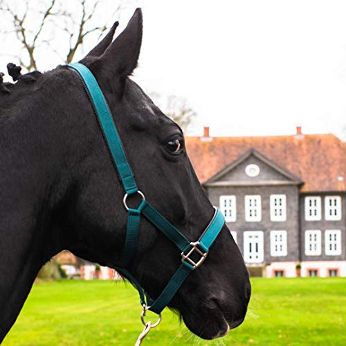 Pferdelinis Halfter für Warmblut, Vollblut, Kaltblut, Pony – Stallhalfter, Weidehalfter, 2-Fach verstellbare Dornschnallen, sicher & reißfest (Grün, Warmblut (Full))