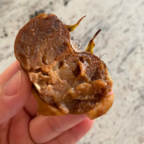 semi di nespolo mespilus germanica da colonnari, esotiche resistenti di nespolo di sapote, resistenti 20pcs