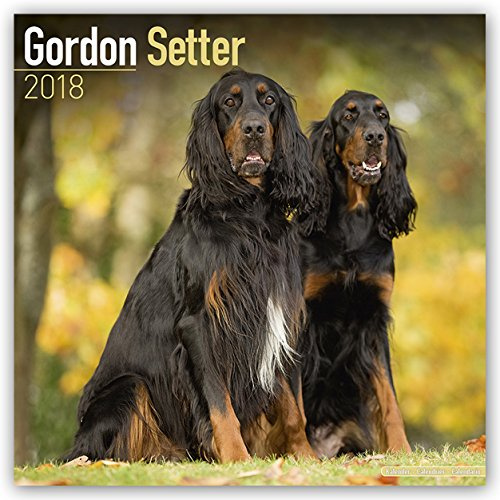 Gordon Setter 2018: Original Avonside-Kalender [Mehrsprachig] [Kalender] (Wall-Kalender)