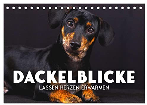 Dackelblicke - Lassen Herzen erwärmen. (Tischkalender 2025 DIN A5 quer), CALVENDO Monatskalender: Zum Verlieben. (CALVENDO Tiere)