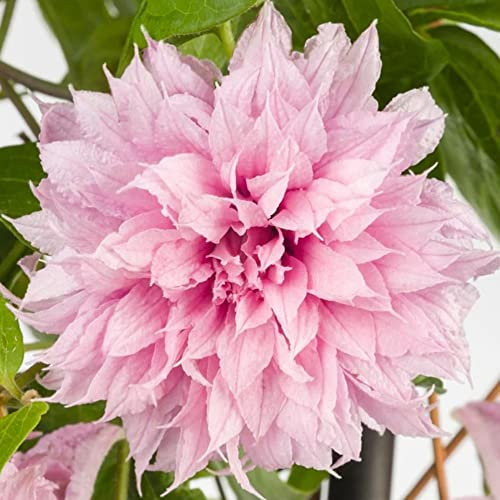 GardenersDream Clematis Multi Pink - Outdoor Garden Ready Clematis Plant - Hardy Deciduous Outdoor Climbing Plant for Gardens (9cm Pot, 20-30cm)