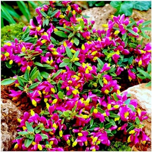 GrowOn Shrubs [x3] Polygala Chamaebuxus Grandiflora | Multi-Pack | Evergreen Shrubs | Outdoor Garden Ready Plants | Spring and Summer Flowering | Purple, Yellow Flowers