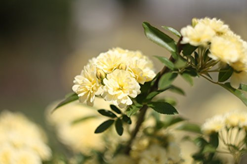 Helios 44M-4 58mm F2 Objetivo Ruso para Canon EOS