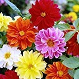 Dahlia Unwins Bedding Mix Flower Seeds (Dahlia Variabilis) 30+Seeds (120+)