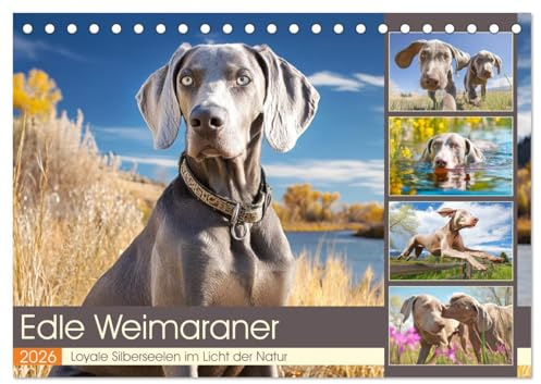 Edle Weimaraner. Loyale Silberseelen im Licht der Natur (Tischkalender 2026 DIN A5 quer), CALVENDO Monatskalender: Die Schönheit, Eleganz und Tiefe ... Herz und Blick zugleich (CALVENDO Tiere)