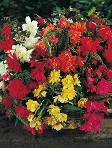 Begonien pendula hängend gemischt gefüllt Blumenzwiebeln Knollenbegonie (10 Blumenzwiebeln)