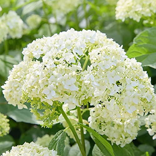 Hydrangea Annabelle Garden Plant Hardy Shrub Flowering Garden Plants Easy to Grow Your Own 1x 9cm Potted Plant by Thompson and Morgan. (1)