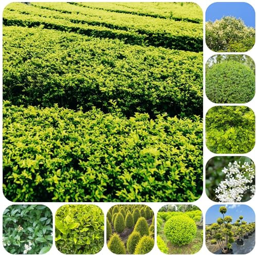 semi di ligustro - giardino siepe di ligustro pianta d'appartamento piante di siepe di ligustro bonsai arbusti sempreverdi resistenti piante in vaso - Piante rare - 50pcs