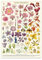 Cavallini & Co. Dekoratives Poster, Flora-Exemplare, 50,8 x 71,1 cm, italienisches Archivpapier (FLRSPEC)