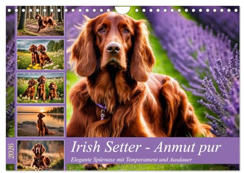 Irish Setter - Anmut pur (Wandkalender 2026 DIN A4 quer), CALVENDO Monatskalender: Elegante Spürnase mit Temperament und Ausdauer (CALVENDO Tiere)