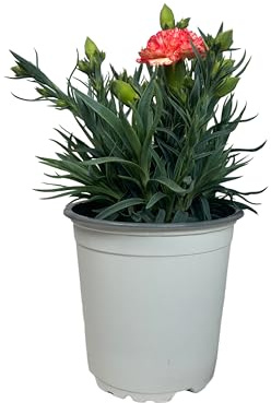 Clavel Carnelia Planta Natural de Exterior - Maceta de 12 cm - Claveles Rosados en macetas para Jardín