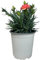 Clavel Carnelia Planta Natural de Exterior - Maceta de 12 cm - Claveles Rosados en macetas para Jardín