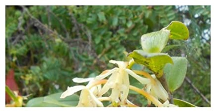 Stk - 10x Epidendrum braccigerum Garten Pflanzen - Samen ID908 - Seeds & Plants Shop by Ipsa