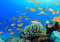 wandmotiv24 Fototapete Unterwasserwelt Riff, XS 150 x 105cm - 3 Teile, Wanddeko, Wandbild, Wandtapete, Unterwasser, Fische M0196