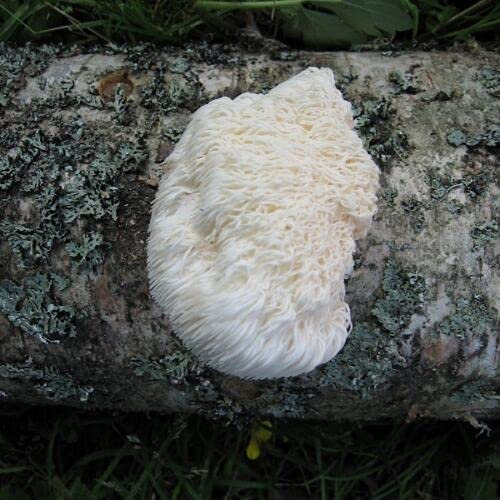 SmartMe - Pilz - Löwenmähne - 30 Stöpsel - hohe Keimfähigkeit