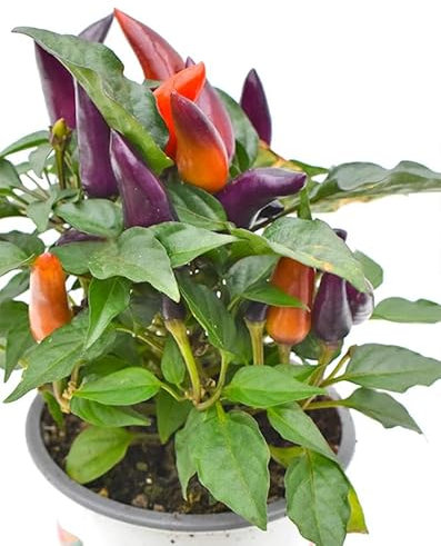 Planta de Chile Capsicum Natural la Joya Culinaria que no Puede Faltar en tu Huerto