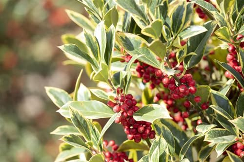 Ilex aquifolium 'Aurea Marginata' 80-100 cm - Stechpalme, gelb-grüne Blätter, immergrün, ideal für Hecken, winterhart und pflegeleicht