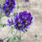 100 pcs Luzerne Saatgut, Luzerne Samen, ausgefallene geschenke pflanzenkübel plant bodendecker winterhart mehrjährig gartenblumen pflanztöpfe luftreinigende zimmerpflanzen blumensamen