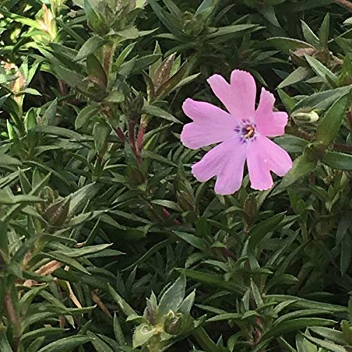 6 x Teppich Flammenblume 'Lilac Cloud' - Phlox Douglasii 'Lilac Cloud' Topf 9x9cm: Zarte lila Blüten für sonnige Beete