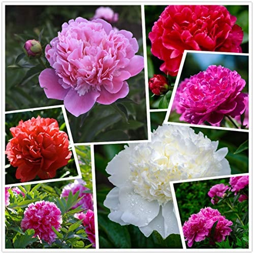 Zuckerwatte Pfingstrose Mix (50+) Blumensamen Einfach zu züchten Outdoor-Pflanzenpaket Rose Rot Weiß