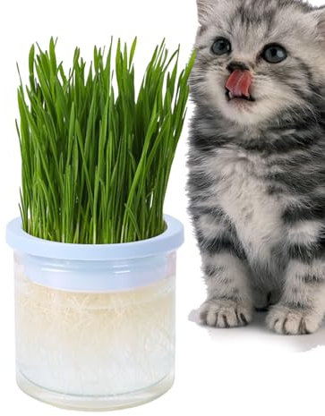 Cat Grass Growing Pot | Clear Hydroponic Cat Grass Cup - Cat Planter, Pet Accessory, Perfect for Any Occasion for Indoor or Outdoor Cats, Prevent Hairballs