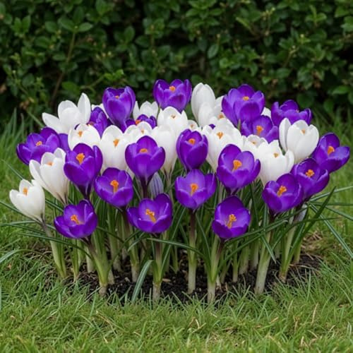 Krokus Blumenzwiebeln Winterhart Mehrjährig - Blau/Weiß - 25 Zwiebeln | Echte Pflanzen aus Holland, für Garten, Balkon und Topf (keine Samen, nicht künstlich)