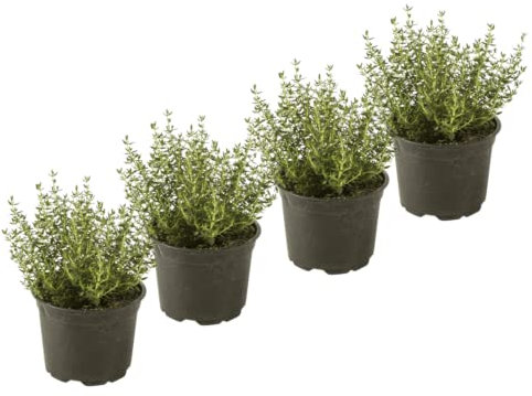 DECOALIVE, Set de 4 Tomillos Plantas Naturales de Tomillo Hierbas Provenzales en Maceta