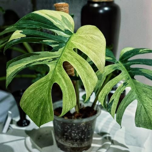 semi di monstera - piante rare - semi di bonsai monstera deliziosa per gli amanti del giardino piante esotiche resistenti per il giardino fiori da da balcone interno in vaso 80pcs