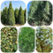 semi di cipresso - semi di cipresso piante in vaso cipressi Acquista bonsai da giardino da giardino decorazione soggiorno moderno piante resistenti all'inverno per balconi decorative 25pcs
