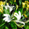 PandaBiu1618 50PCS japanische Geißblatt-Rebe, Lonicera japonica, Samen (Fast, Fragrant)