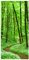 Bilderwelten Raumteiler Romantischer Waldweg 250x120cm ohne Halterung