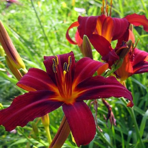 6 x Taglilie 'Crimson Pirate' - Hemerocallis 'Crimson Pirate': Dunkelrote Taglilienblüten.