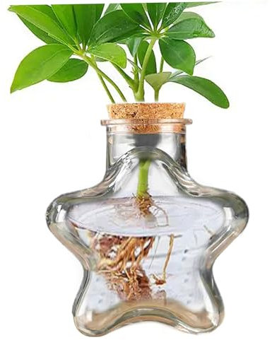 Moos Terrarium Kit, 230 ml klare fünf Sterne geformte Sukkulente, lustige DIY PE Desktop Terrarium, einfache Pflegeblumentöpfe für Home Office Desk Pflanzenblumen Blume