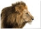 Panorama Poster Leon 70x50 cm - Gedruckt auf 250g-Papier - Tiere Wanbilder - Papierplakat Wohnzimmer