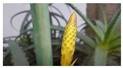 Stk - 10x Aloe arborescens subsp. mzimnyati Strauch Garten Pflanzen - Samen ID755 - Seeds & Plants Shop by Ipsa