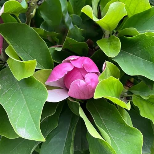 120 pcs magnolienbaum winterhart samen, bonsai samen winterharte stauden, Magnolia denudata, pflanzen samen bienenweide saatgut pflanzen geschenk balkonpflanzen bonsai baum bodendecker