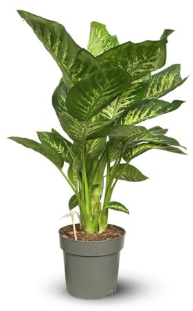 Attitude Jardin - Dieffenbachia - purificateur d'air - 80-90 cm - ⌀ 19 cm - plante d'intérieur