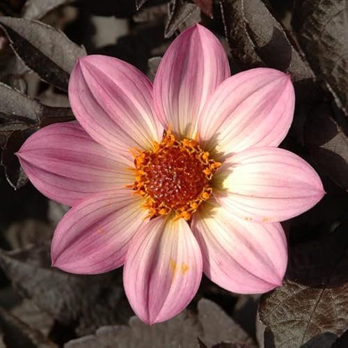 Dahlie Happy Days Pink® | 1 Stück | Knolle | Topfpflanze | Geeignet für Kübel | Rosa | 100% Blütegarantie | QFB Gardening