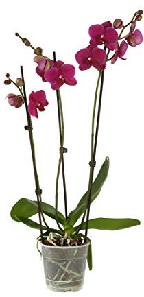 Dehner Schmetterlingsorchidee, dreitriebig mit lila Blütenrispen, ca. 70-80 cm, Ø Topf 12 cm, Zimmerpflanze