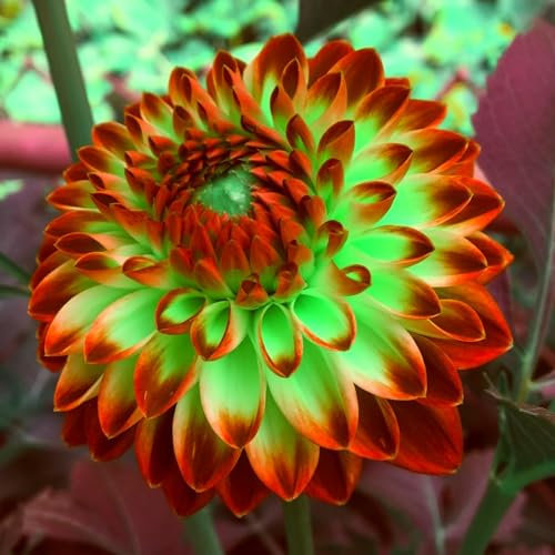 Dahlien zwiebeln,winterharte,dalienknollen winterfest bienenfreunlich,dahlien knollen,dahlien knollen winterhart MehrjäHrig,dahlien knollen großblumig,dahlienknollen kaufen.-2 zwiebeln-D